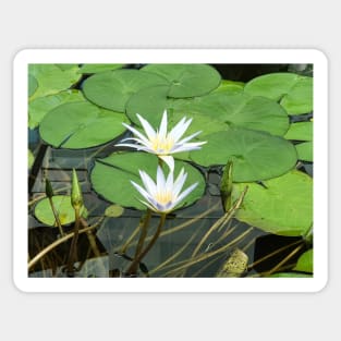 Blue Nile Waterlilies Sticker